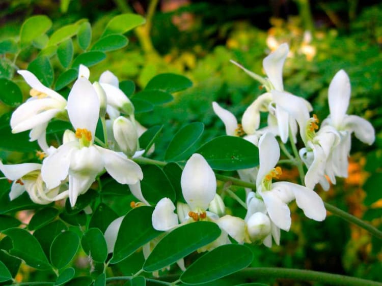 ¿Cómo ayuda la moringa a la salud? La UNAM responde