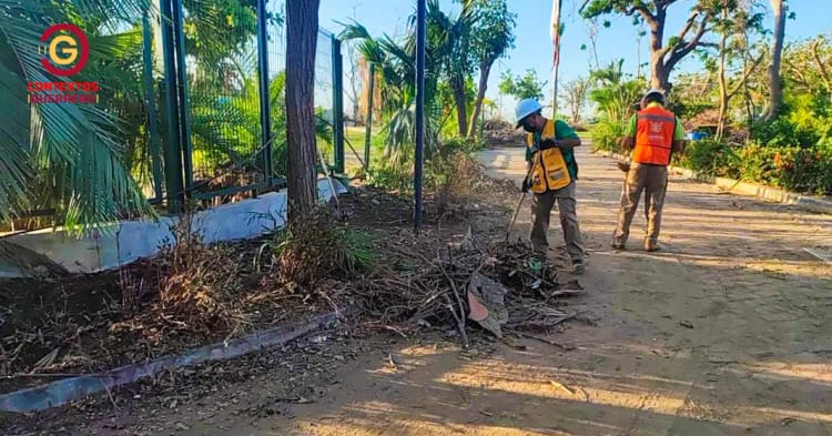Sembrarán 55 millones de árboles en Guerrero Sembrarán 55 millones de árboles en Guerrero